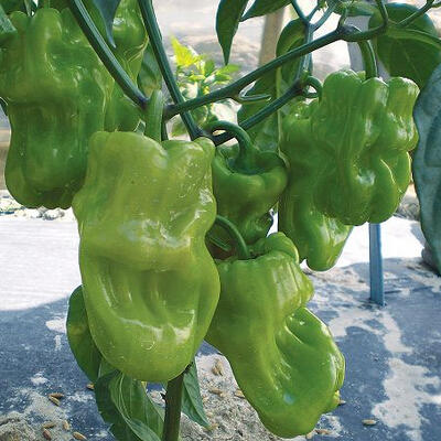 云南皱皮椒 50斤起订