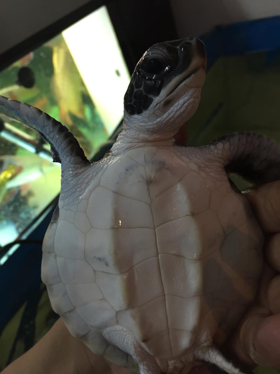 绿海,又名淡化海龟