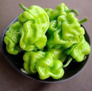 云南皱皮椒 50斤起订