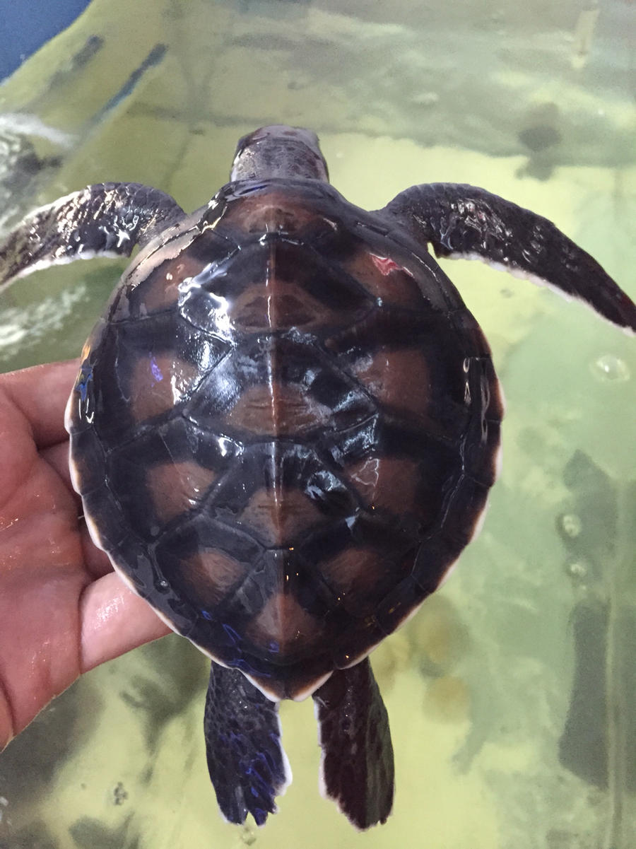 绿海,又名淡化海龟