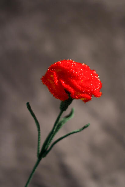 康乃馨 商品图0