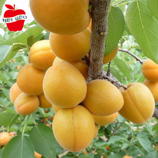 徽果优选杏梅320元斤软糯香甜甜而少酸