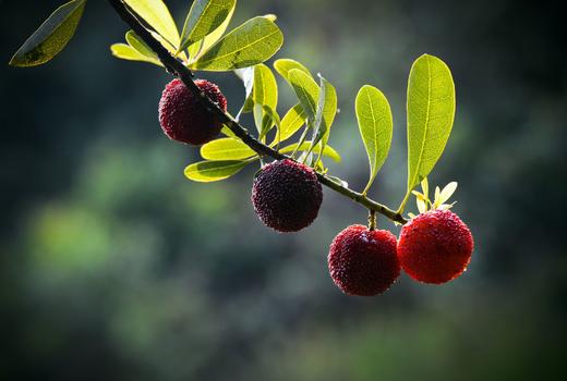 （永久下架）6月19日余姚采杨梅 商品图0