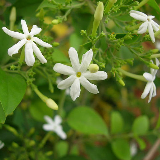 大花茉莉原精埃及花中之王 小香真精油旗舰店