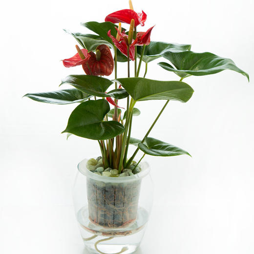 水培红掌中满199长沙市区免费配送