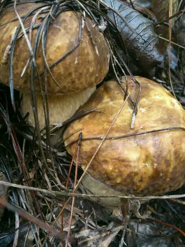 野生菌——大腳菇