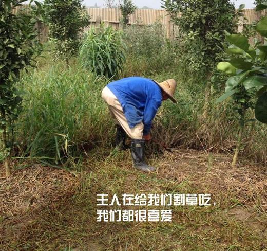 花间村吃草生态养殖湖羊半只（25-30斤左右） 商品图5