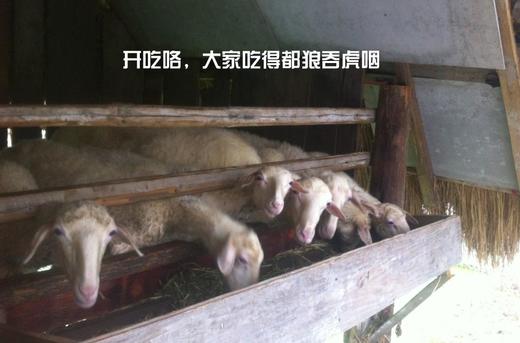 花间村吃草生态养殖湖羊半只（25-30斤左右） 商品图8