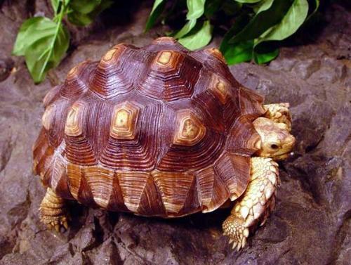 苏卡达陆龟 商品图0