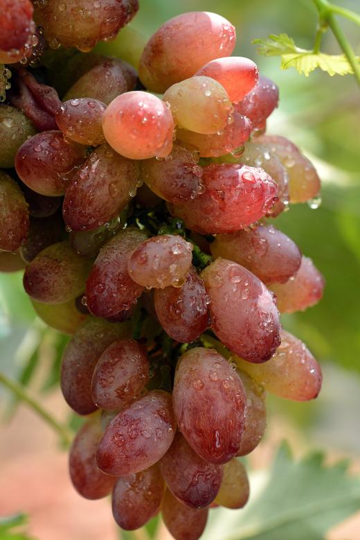 红乳葡萄5斤装预计8月下旬发货