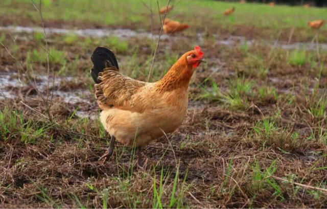 黄山散养土麻鸡