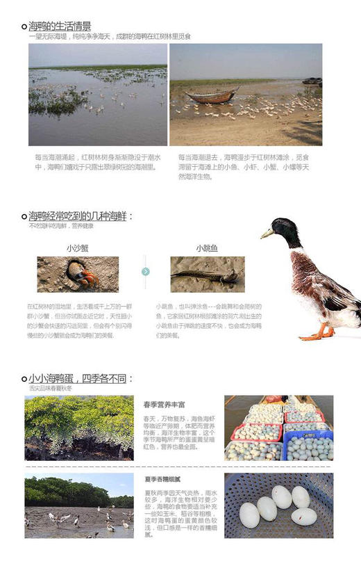 精装海鸭蛋6枚 商品图6