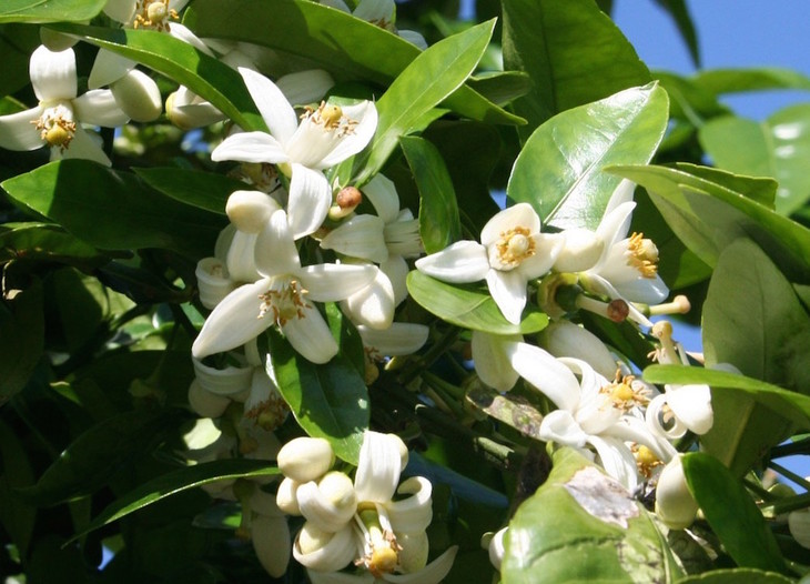 洁白无瑕的苦橙花.