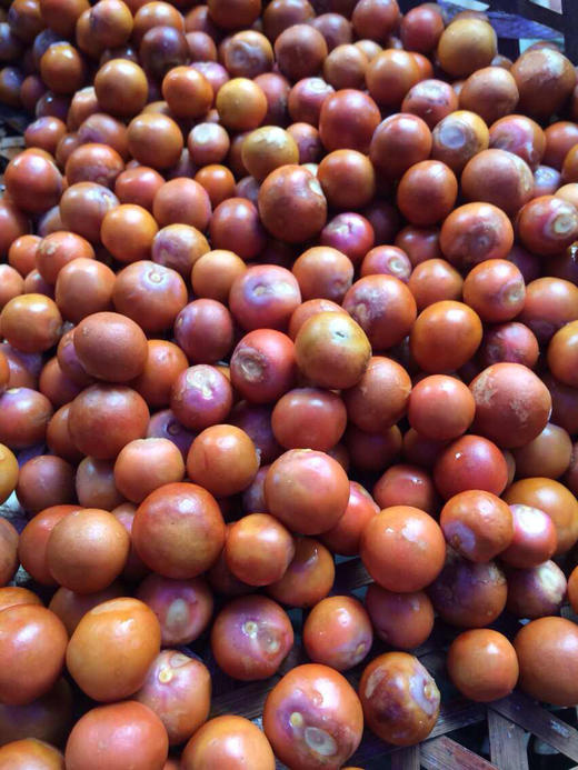 本地手剥苏州群力南塘鸡头米（送冰糖桂花，看清产品说明再下单，外地可以发顺丰冷链，） 商品图6