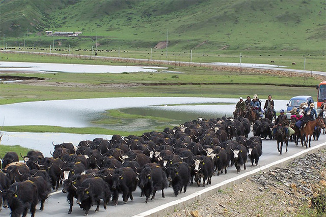 游川西必买雪松高原牦牛肉8袋784g箱