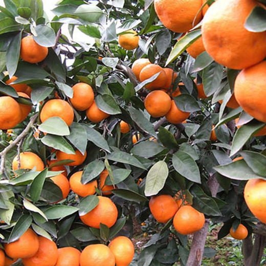 果香源赣南带叶蜜桔单斤装