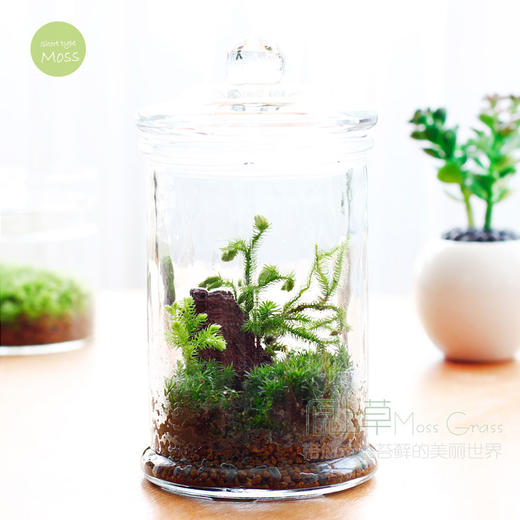 【为思礼 原上草】DIY苔藓小森林 盆栽微景观生态瓶 室内摆件 桌面青苔盆栽 创意礼物 商品图2