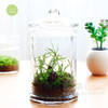 【为思礼 原上草】DIY苔藓小森林 盆栽微景观生态瓶 室内摆件 桌面青苔盆栽 创意礼物 商品缩略图3
