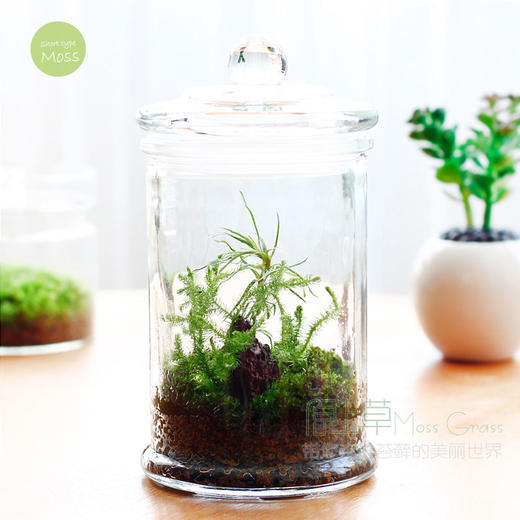 【为思礼 原上草】DIY苔藓小森林 盆栽微景观生态瓶 室内摆件 桌面青苔盆栽 创意礼物 商品图3