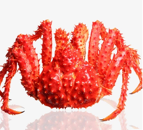 智利进口帝王蟹 约3斤-3.2斤/只