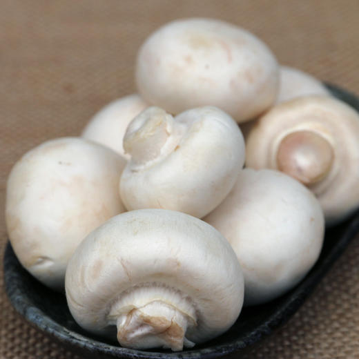 农家种西口蘑  口菇  自然生长 新鲜采摘  肉厚洁白  味道鲜美  225g 商品图3