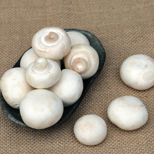 农家种西口蘑  口菇  自然生长 新鲜采摘  肉厚洁白  味道鲜美  225g 商品图5