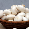 农家种西口蘑  口菇  自然生长 新鲜采摘  肉厚洁白  味道鲜美  225g 商品缩略图1