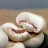 农家种西口蘑  口菇  自然生长 新鲜采摘  肉厚洁白  味道鲜美  225g 商品缩略图4