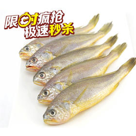 （永久下架）舟山米道新鲜冰冻 野生小黄鱼礼盒包（4-5条）