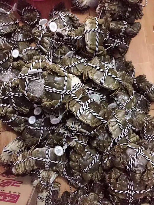 正宗苏州阳澄湖清水大闸蟹 商品图11
