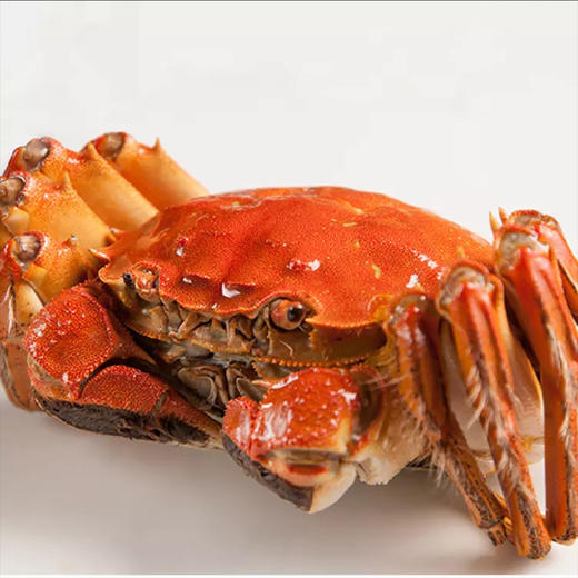 正宗苏州阳澄湖清水大闸蟹 商品图1