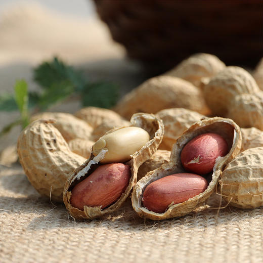 农家自炒的原味吊炉花生  传统味道  优选花生  颗粒饱满  口感酥香  炒花生 1斤 商品图3