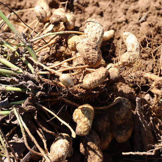 农家自炒的原味吊炉花生  传统味道  优选花生  颗粒饱满  口感酥香  炒花生 1斤 商品图5