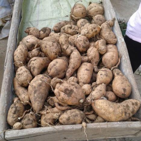 农家红薯优质山区地瓜