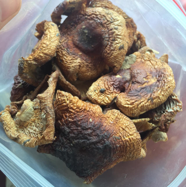 纯野生菌油辣菇当地人也叫苦辣菌干货500克装