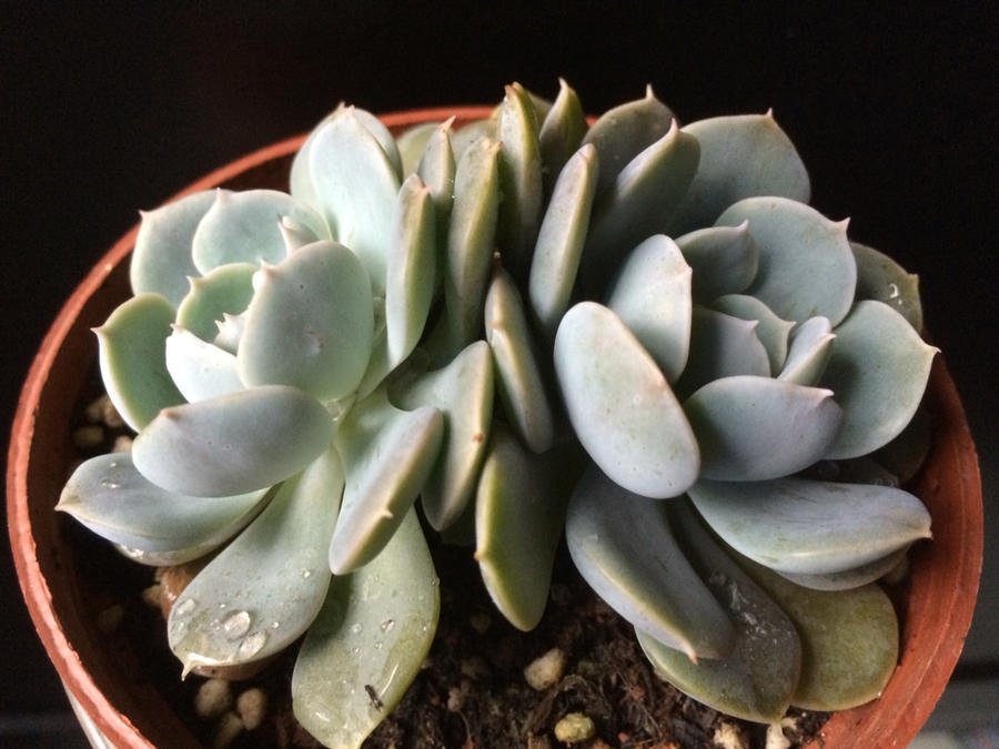 肉肉不二家的双头鲁氏石莲老桩一物一拍