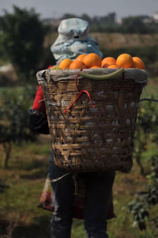 【新季】金装象山红美人 商品图3