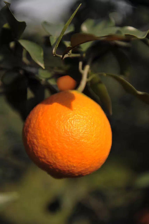 【新季】金装象山红美人 商品图2