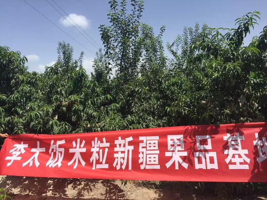 2025新疆阿克苏红旗坡冰糖心苹果8斤装 商品图9