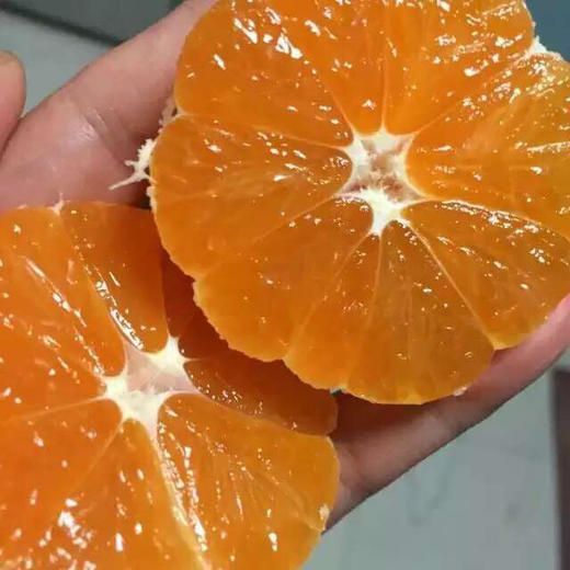 【新季】金装象山红美人 商品图1