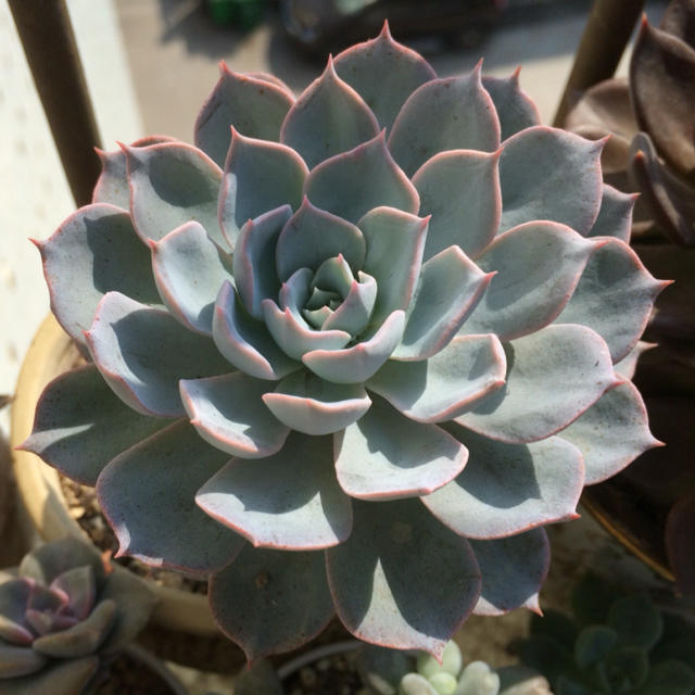 肉肉不二家的皮氏石莲老桩