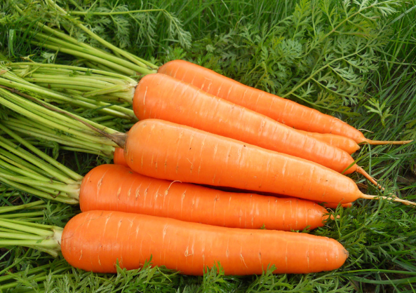 200精选胡萝卜 约400克至600克