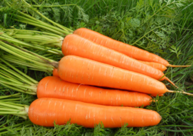 200精选胡萝卜 约400克至600克