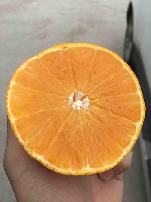 【新季】金装象山红美人 商品图4