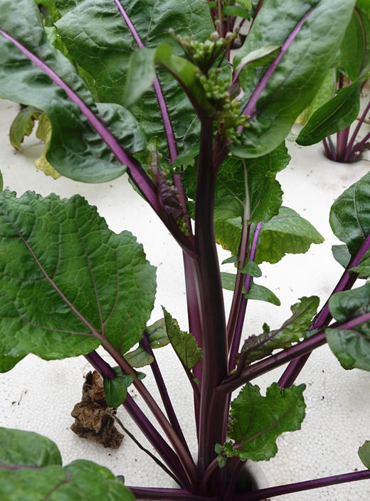 红菜苔 商品图3