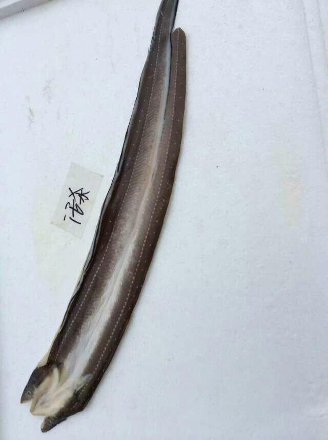 连江丝鳗干