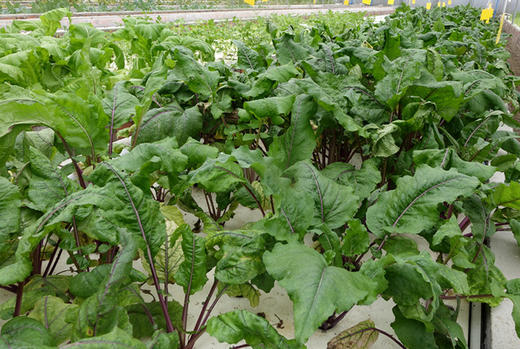 红菜苔 商品图2