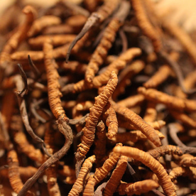 拍电影-69折清仓-10克自采冬虫夏草