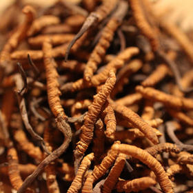 拍电影-69折清仓-10克自采冬虫夏草