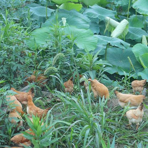 【橙象优选】黄山山林散养土麻鸡  江浙沪皖顺丰包邮 商品图3